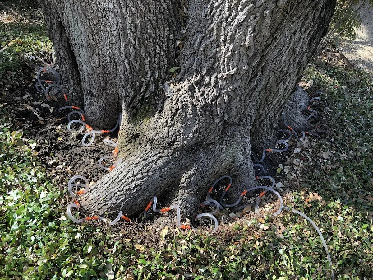 Detailed Tree Cabling and Bracing job site in La Luz