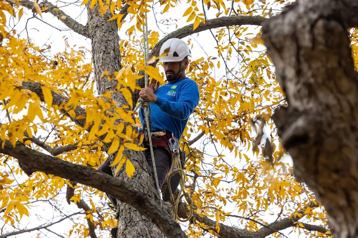 Skilled Tree Pruning crew working in La Luz